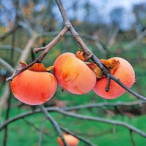 Persimmon