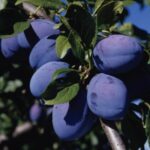 Italian Plum Tree