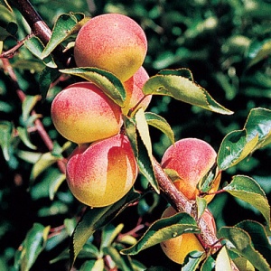 Apricot