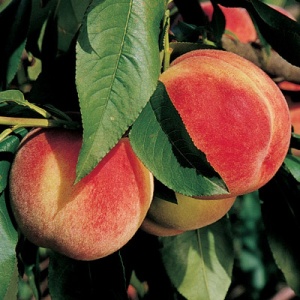 Peach & Nectarine