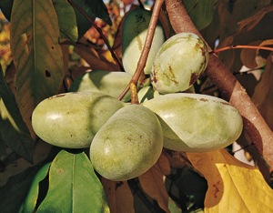 Pawpaw