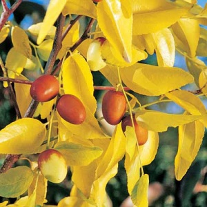Jujube