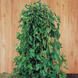 Mulberry