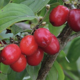 Cornelian Cherry