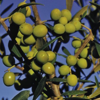 Arbequina Olive Tree