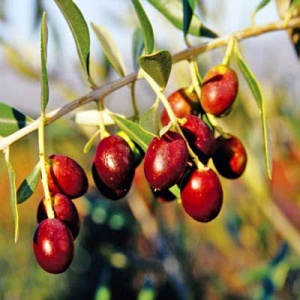Leccino Olive Tree