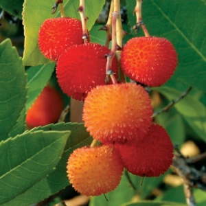 Strawberry Tree