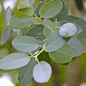 Cider Gum Eucalyptus Tree