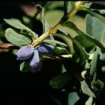 Blue Bird ™ Honeyberry sweet and tasty berries