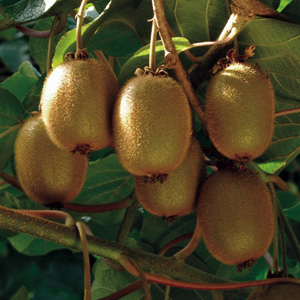 Hayward Fuzzy Kiwi