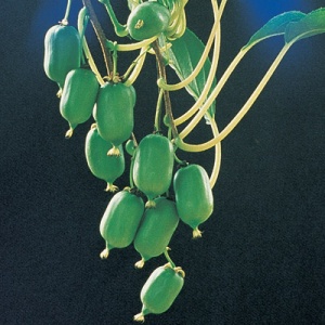 Issai Self Fertile Hardy Kiwi