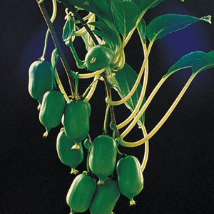 Early Cordifolia Hardy Kiwi