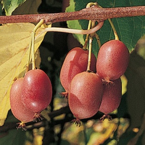 Hardy Red Kiwi