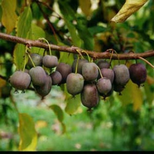 Ken’s Red Hardy Kiwi