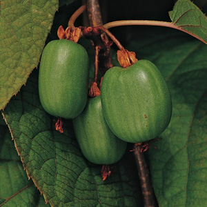 Frost™ Arctic Beauty Kiwi