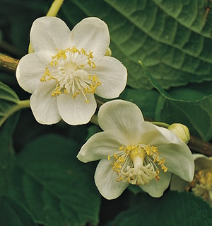 Pavel Male Silver Vine Kiwi™