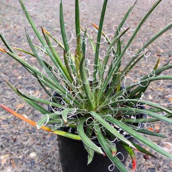 Schott’s Agave