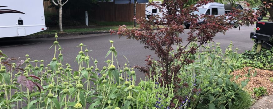 The Incredible Edible Parking Strip