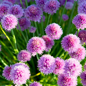 Cowlick Rockery Allium