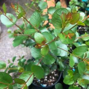 Alpine Yellow Gum Eucalyptus Tree