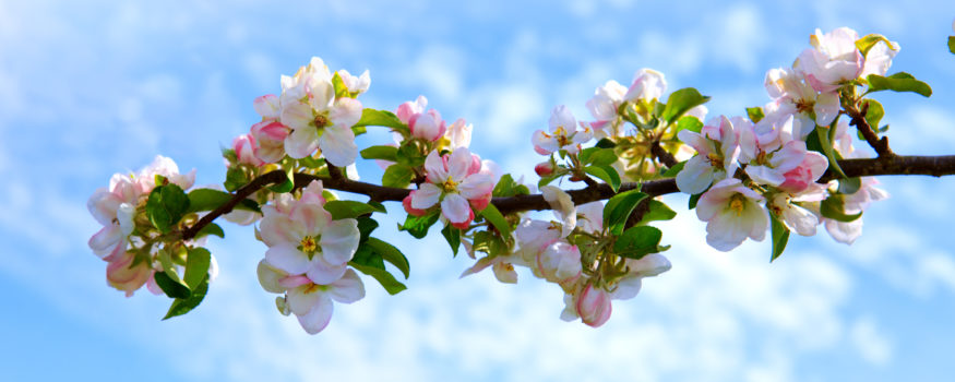 How long until my tree produces fruit?