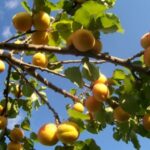 Puget Gold Apricot