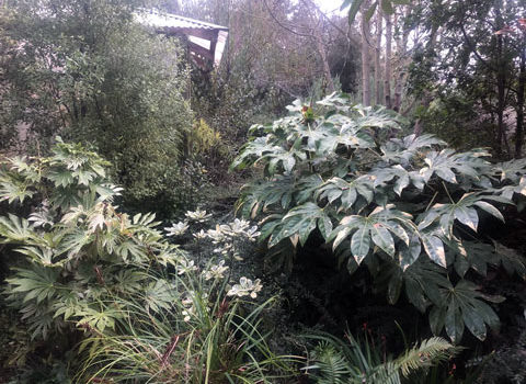 Broadleaved Evergreens with Sean Hogan