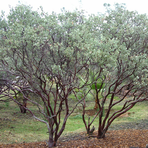 Louis Edmunds Manzanita