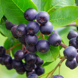 Viking Aronia