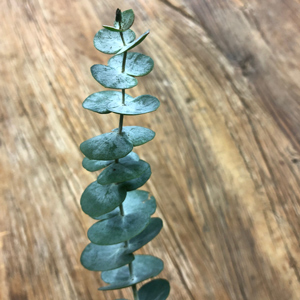 Baby Blue Silver Leaved Mountain Gum