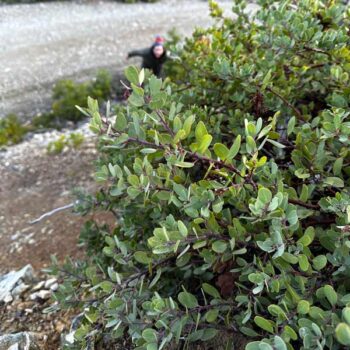 Babyfoot Blue Manzanita