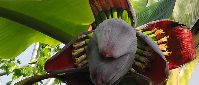 Grow Tropical Fruit in Any Location!