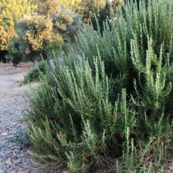 Barbeque Rosemary