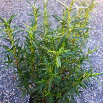 Bashful Rock Rose