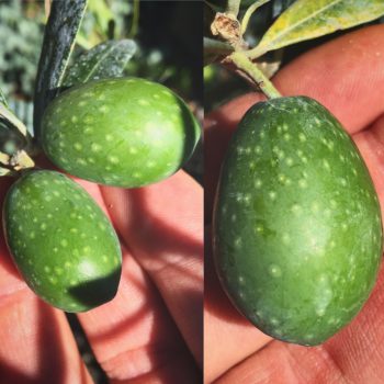 Black Pearl Olive Tree ™