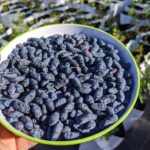 Blue Banana Honeyberry