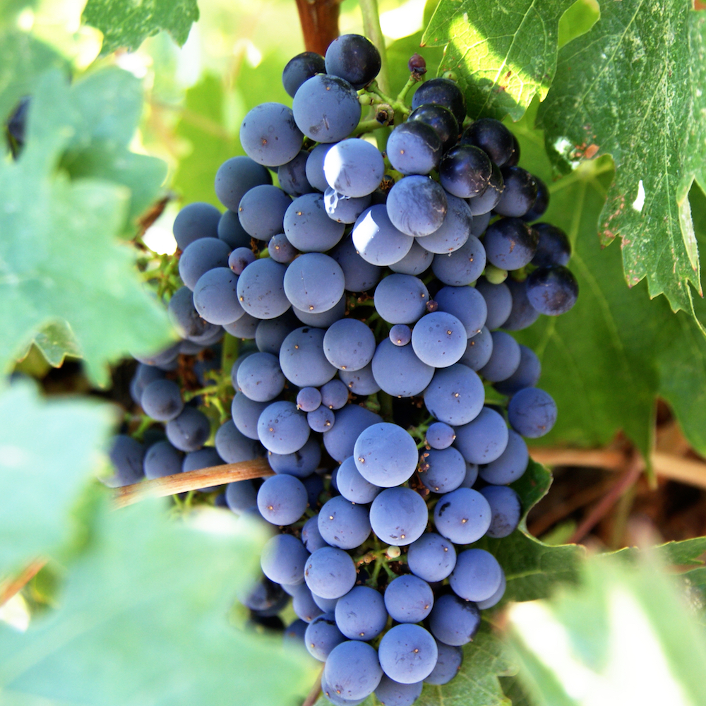 NY 47616 Table Grape