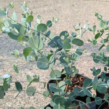 Blue Ice Cider Gum Eucalyptus Tree