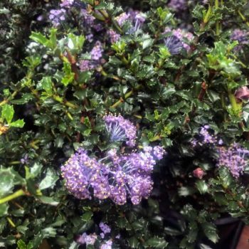 Blue Jeans Ceanothus