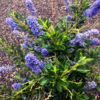 Blue Ray Ceanothus