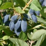 Boreal Blizzard honeyberry