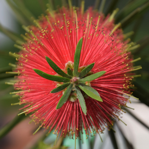 Woodlander’s Hardy Red Bottlebrush