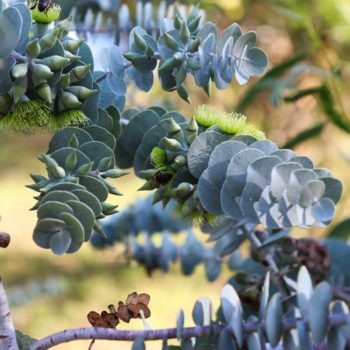 Bookleaf Mallee Eucalyptus Tree