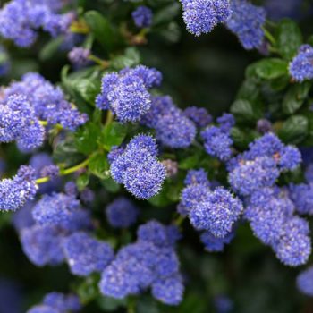 Victoria Ceanothus