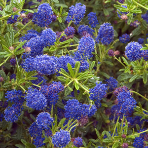 Concha Ceanothus