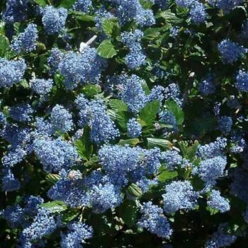 Ray Hartman Ceanothus