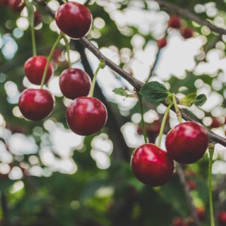 Cherry