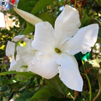 Chilean Jasmine Climbing Vine