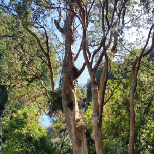 Chilean Myrtle Berry