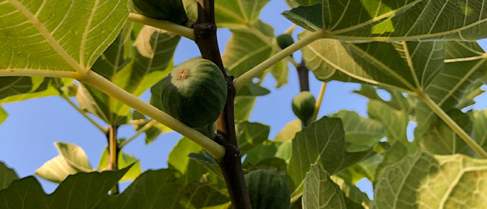 Average Chill Hours Chart for Fruit Trees
